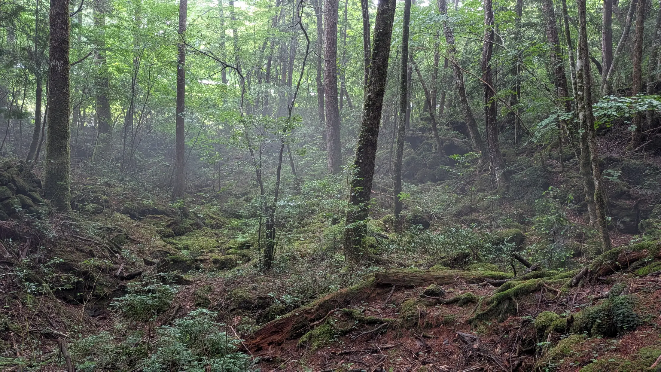 Jukai forest with mist